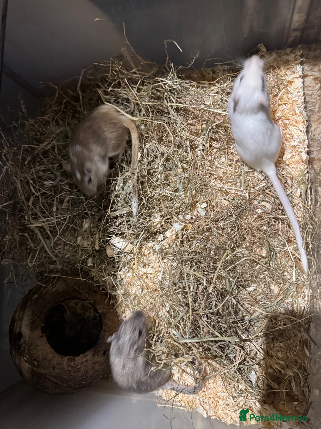 Gerbil rodents for sale: 3 Female Gerbils looking for a home - Advert 2