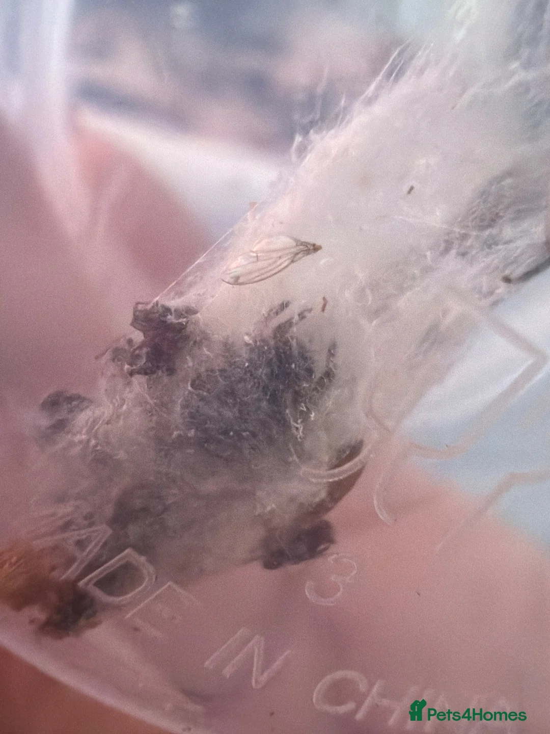 Spiders invertebrates for sale: Velvet spiders  in Knutsford - Advert 1