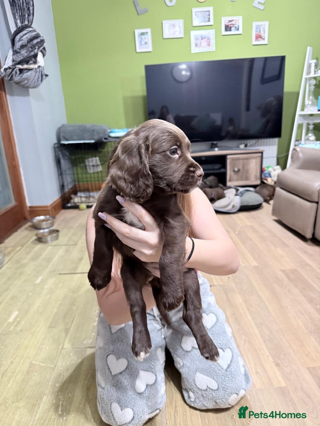 Sprocker dogs for sale: 4 LEFT Sprocker Spaniel Puppies EXCELLENT Breeding - Advert 24