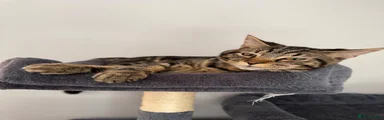 Dexter