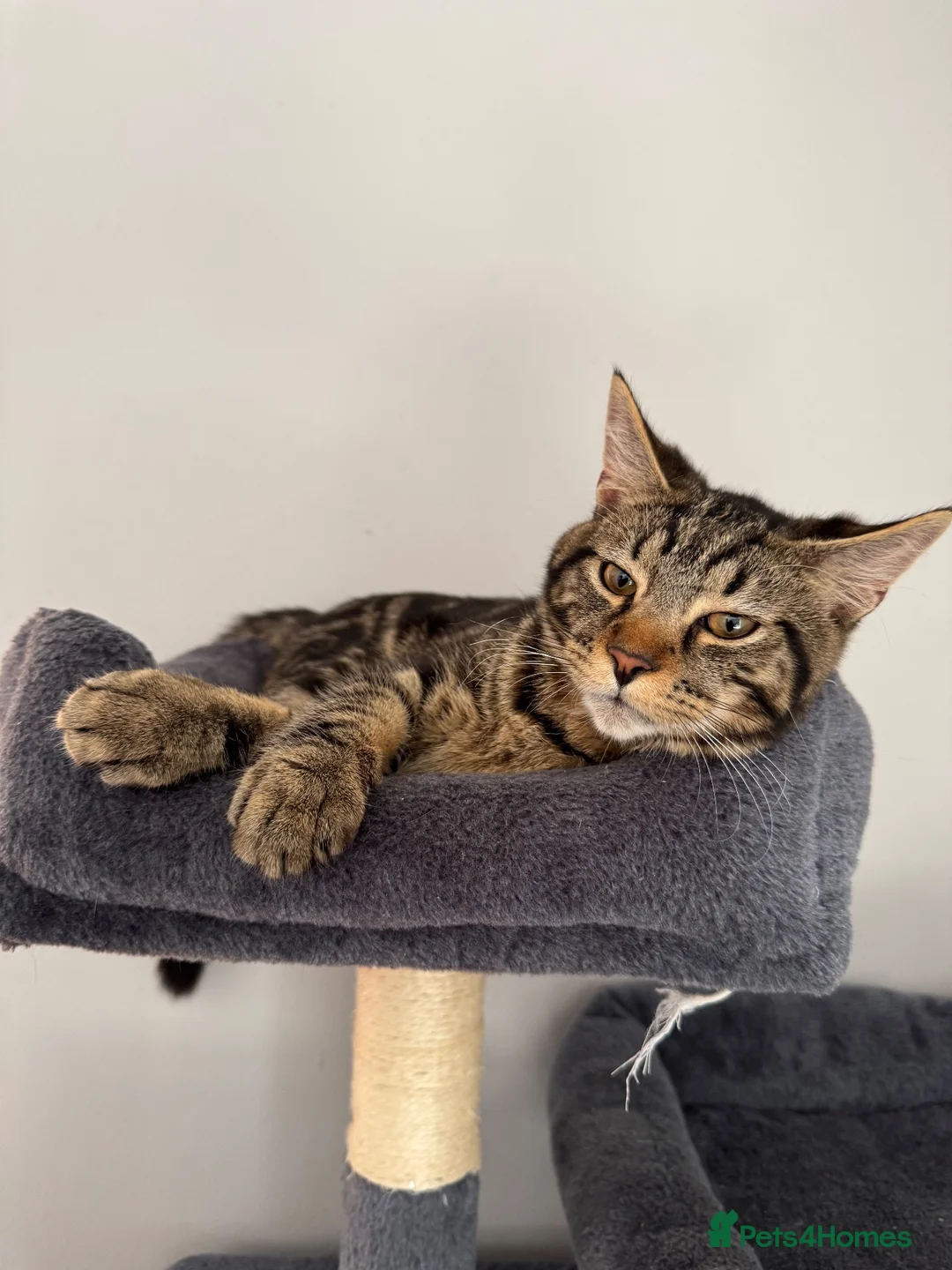 Mixed Breed cats for sale: Dexter needs a loving home! - Advert 6