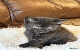 British Shorthair cats for sale: Only 2 girls left ready to go BBSH - Image 20