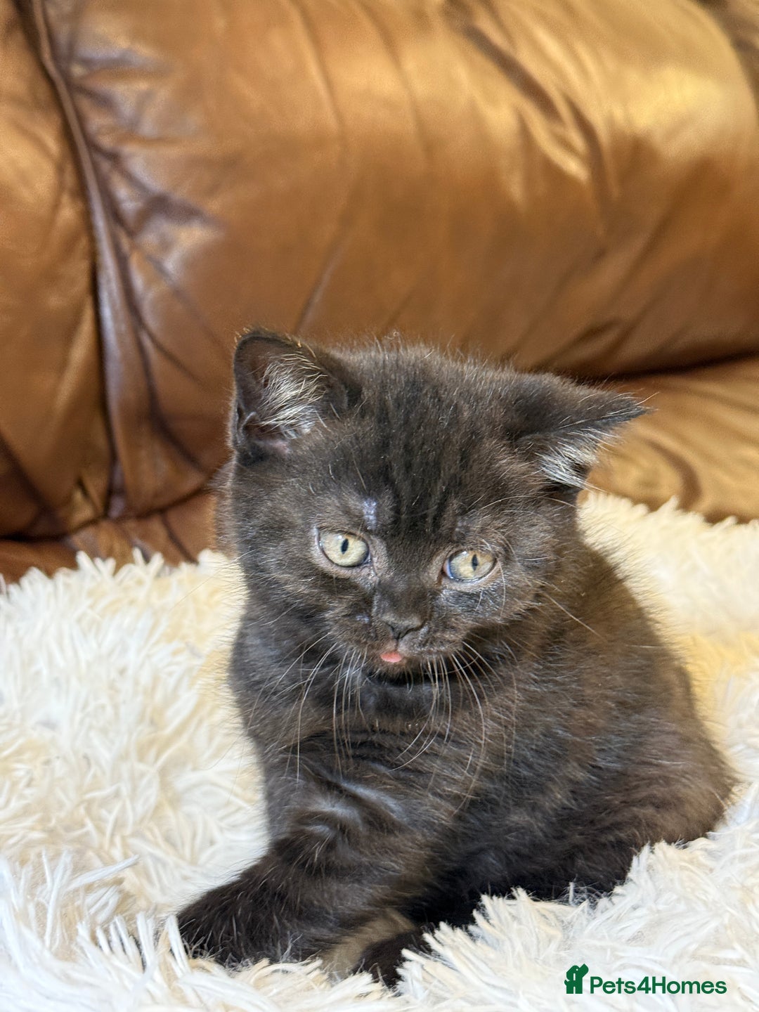 British Shorthair cats for sale: Only 2 girls left ready to go BBSH - Image 20