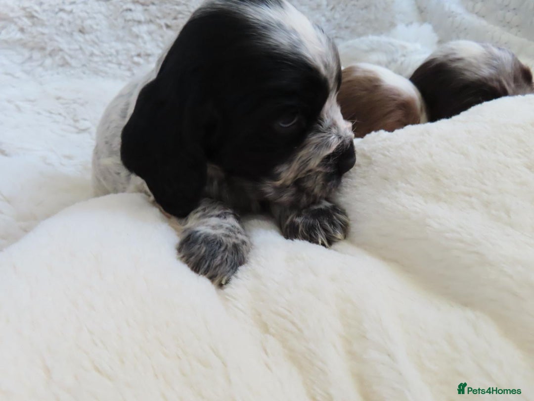 Cocker Spaniel dogs for sale: ❤️‍🔥❤️‍🔥💥Show Type Cocker Spaniel Puppies - Advert 6