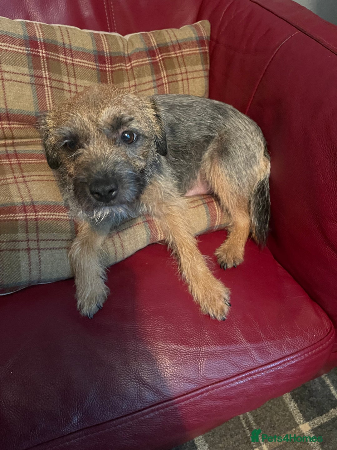 Border Terrier dogs for sale: Border Terrier Pups - Advert 2