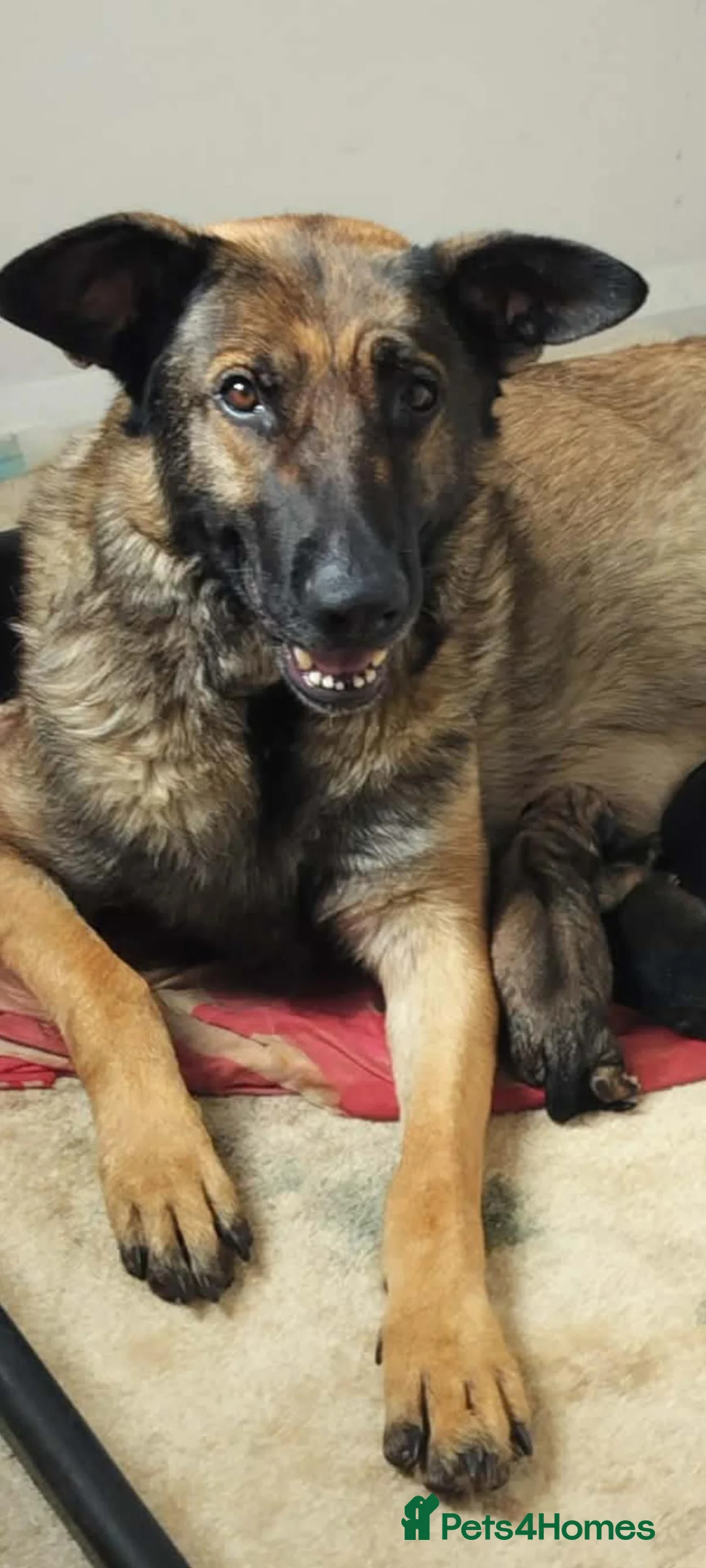 German Shepherd dogs for sale:  German shepherd pups for sale - Advert 2