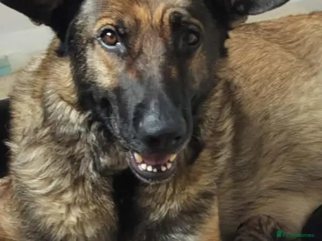 German Shepherd dogs for sale: German shepherd pups for sale - Advert 2