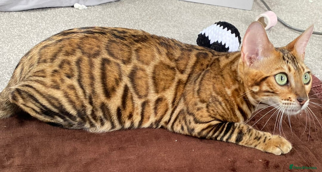Bengal cats for sale: Beautiful TICA Registered Active Bengal female cat - Image 11