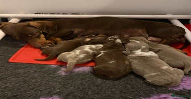 Miniature Dachshund dogs - Advert 10