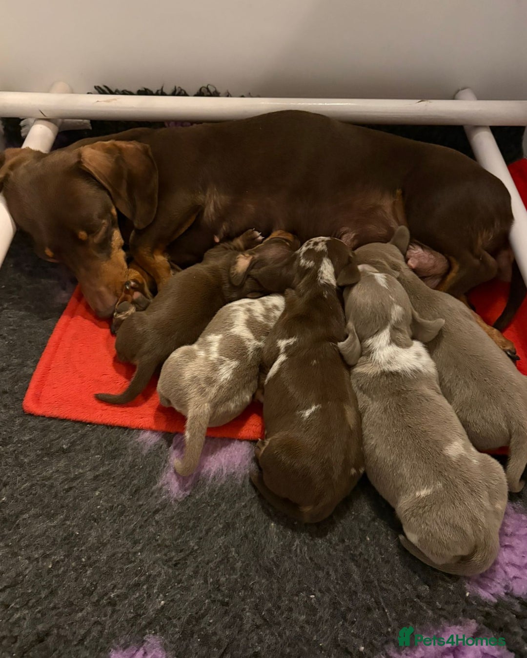 Miniature Dachshund dogs for sale: Beautiful KC registered miniature dachshund babies - Image 2