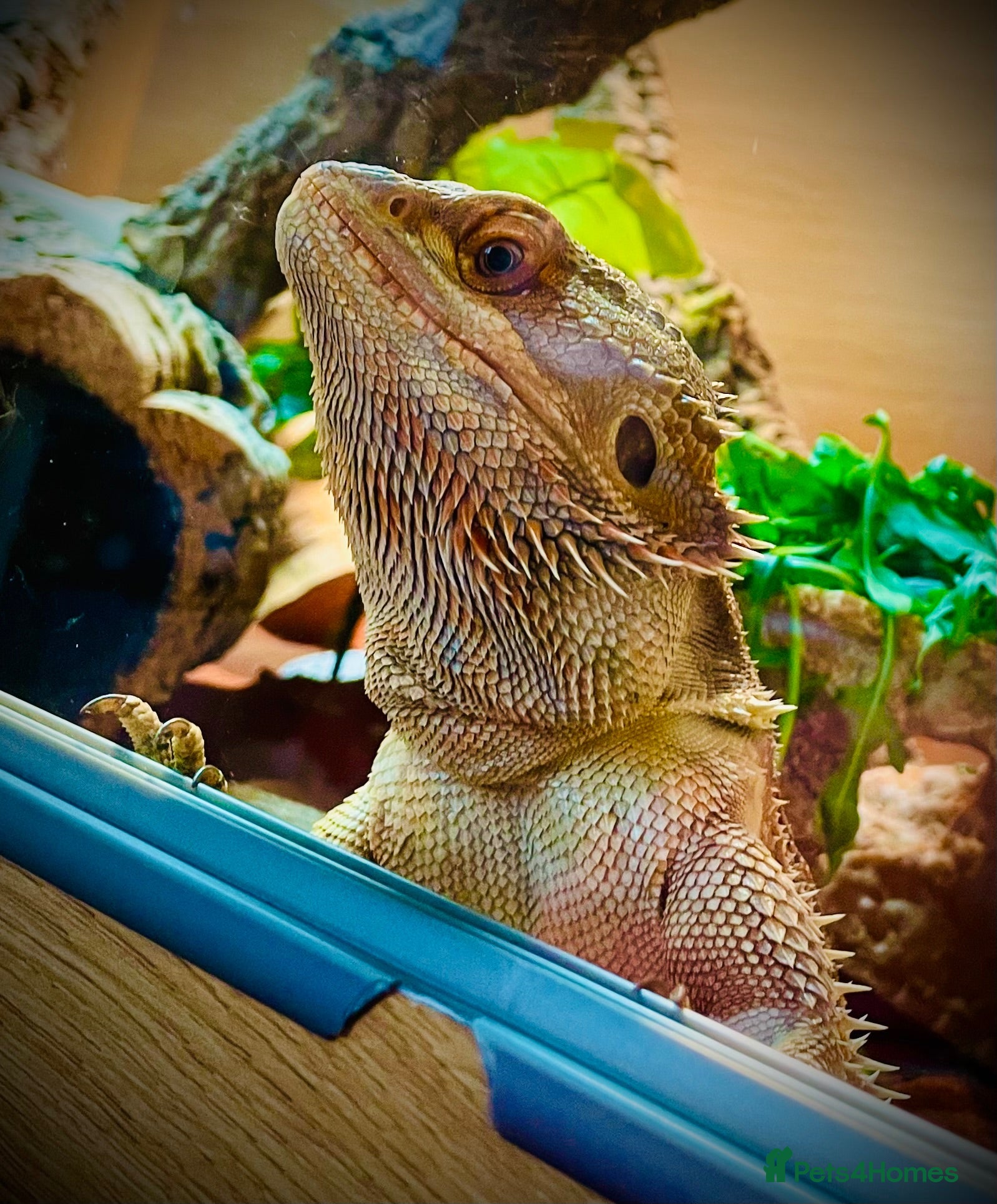 Bearded Dragon reptiles Male Bearded Dragon  - Advert 1
