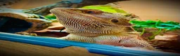 Bearded Dragon reptiles for sale: Male Bearded Dragon  in Burnley - Advert 1