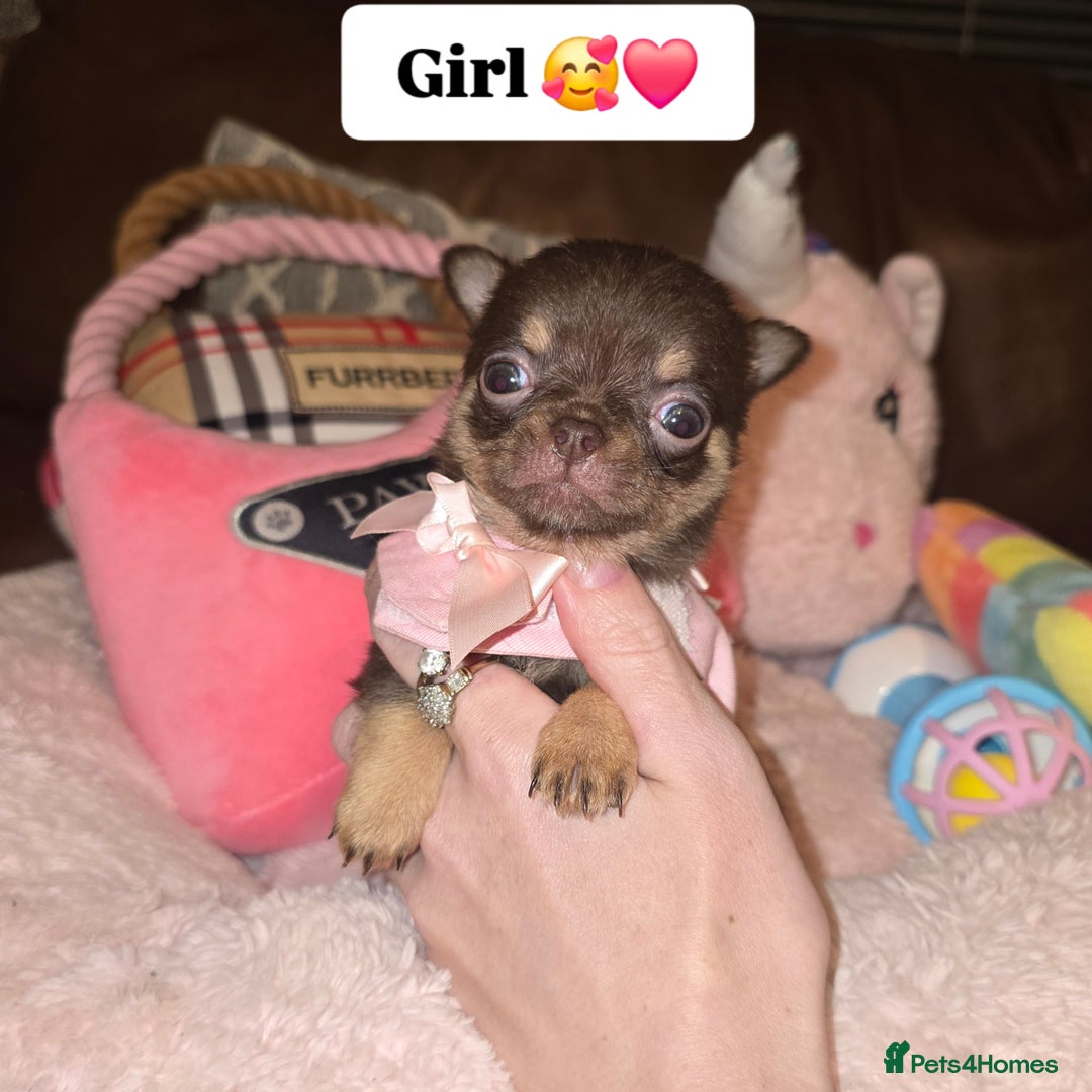 Chihuahua dogs for sale: XxQuality Chihuahua Chocolate Thai breeding pupsXx - Advert 3