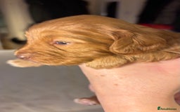 Cockapoo dogs for sale: Cockapoo Puppies  - Image 2