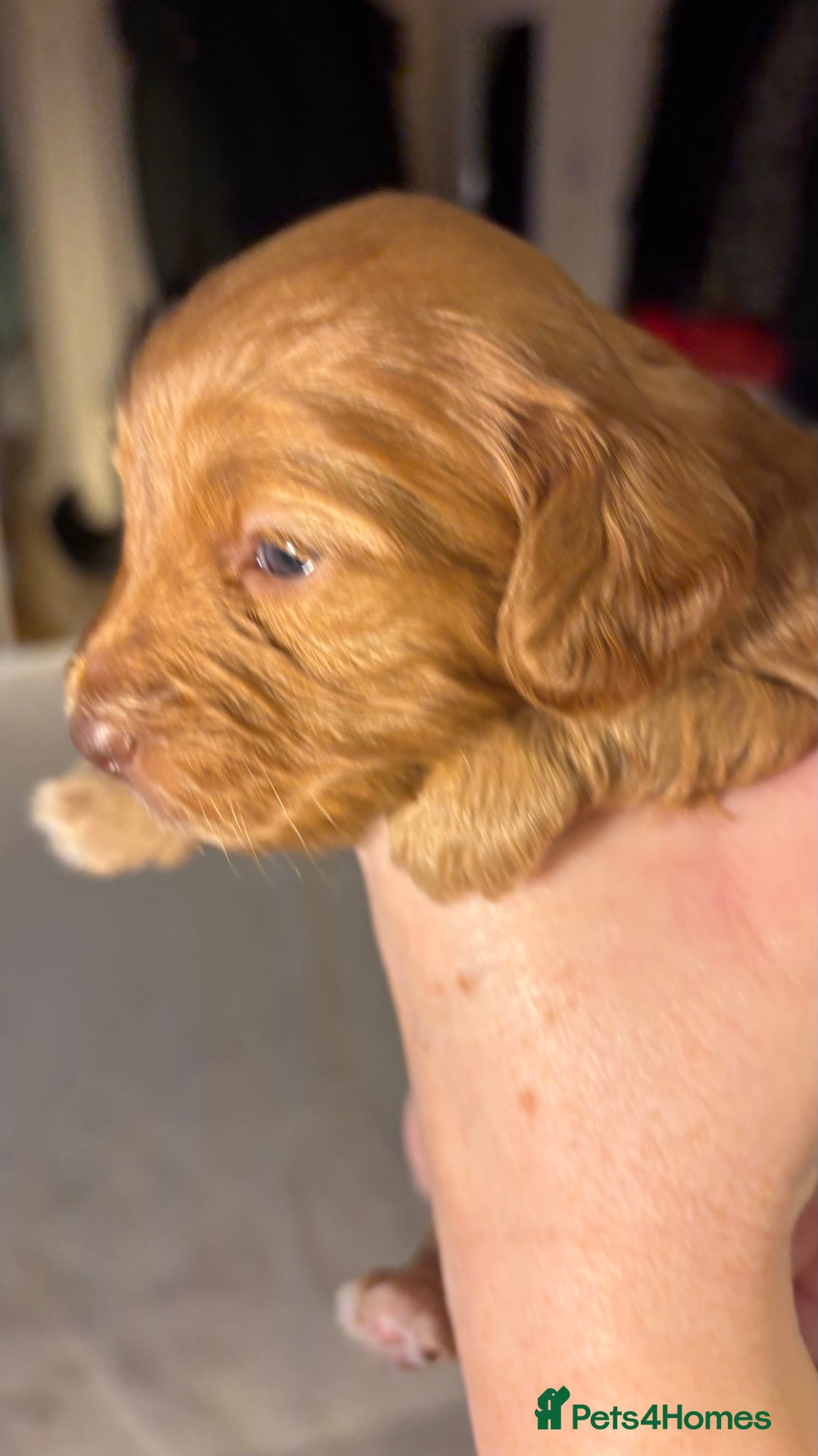 Cockapoo dogs for sale: Cockapoo Puppies  - Image 2