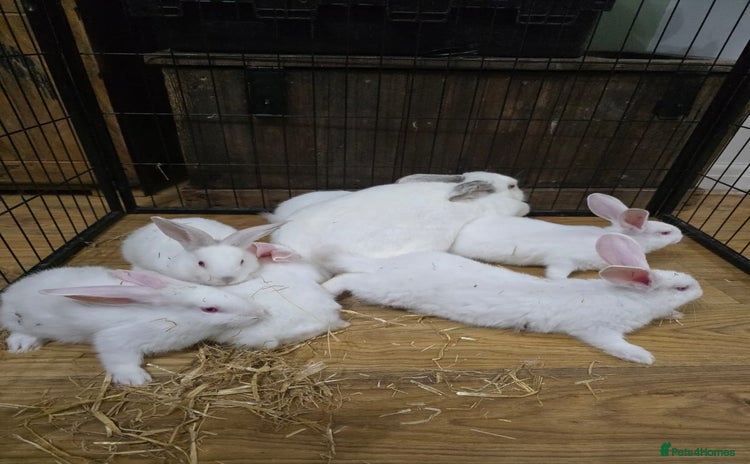 Californian rabbits - Advert 7