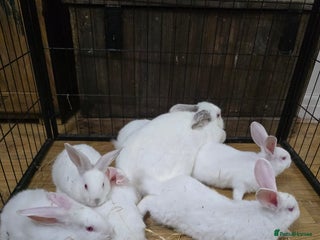Californian rabbits Californian & New Zealand kits ready to leave soon - Advert 9