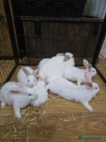 Californian rabbits - Advert 1