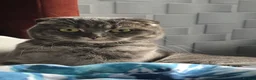 Scottish Fold cats for sale: Scottish Fold Girl, 1.9 Years, Spayed & Vaccinated - Advert 2