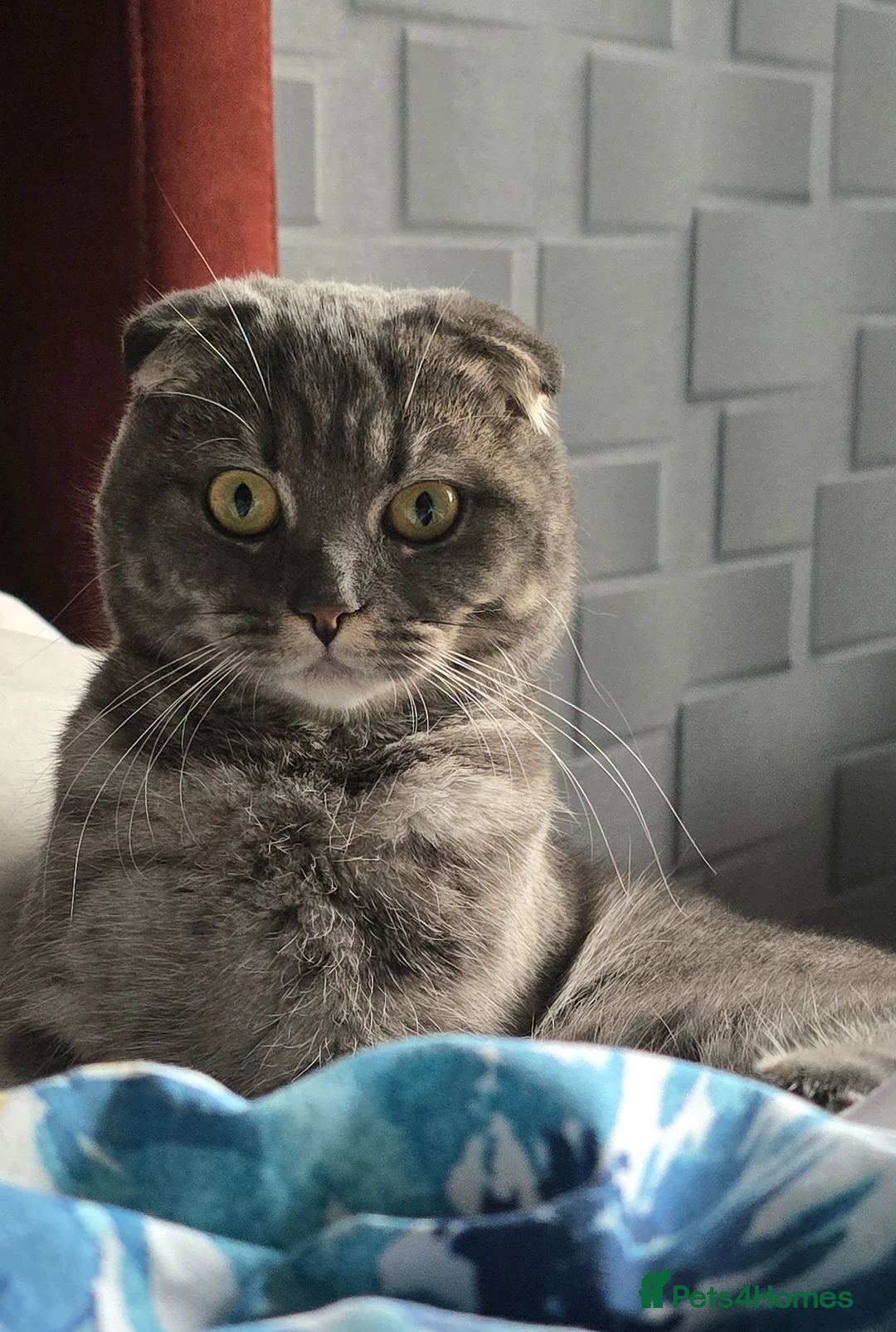 Scottish Fold cats for sale: Scottish Fold Girl, 1.9 Years, Spayed & Vaccinated - Advert 2