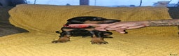 Dobermann dogs for sale: ☆☆DOBERMAN PUPPIES FOR SALE ☆☆ - Advert 27