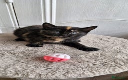 Mixed Breed cats for sale: Adorable kittens  - Image 9
