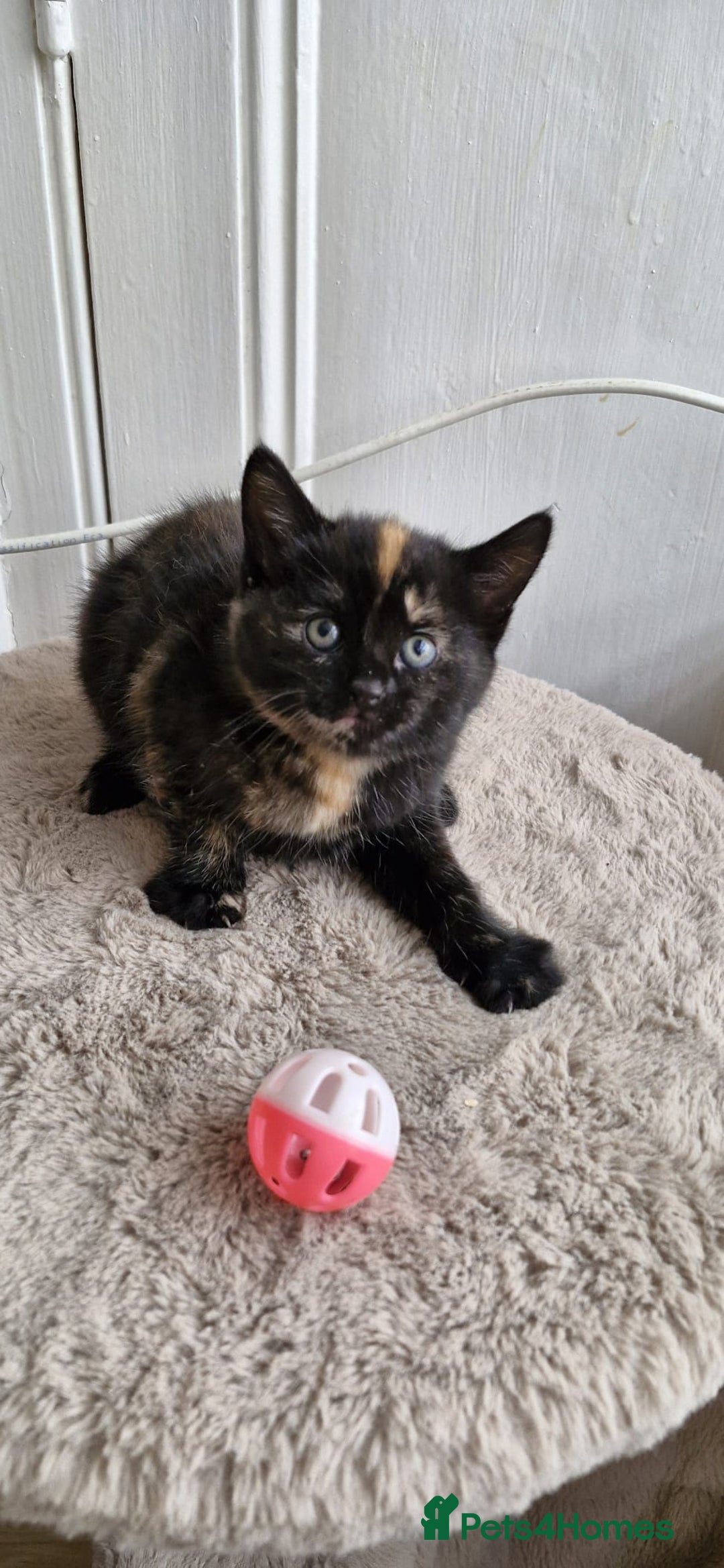 Mixed Breed cats for sale: Adorable kittens  - Image 9
