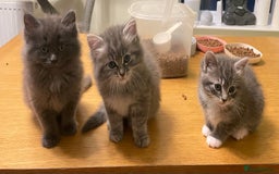 Ragdoll cats for sale: Ragdoll cross kittens  - Image 7