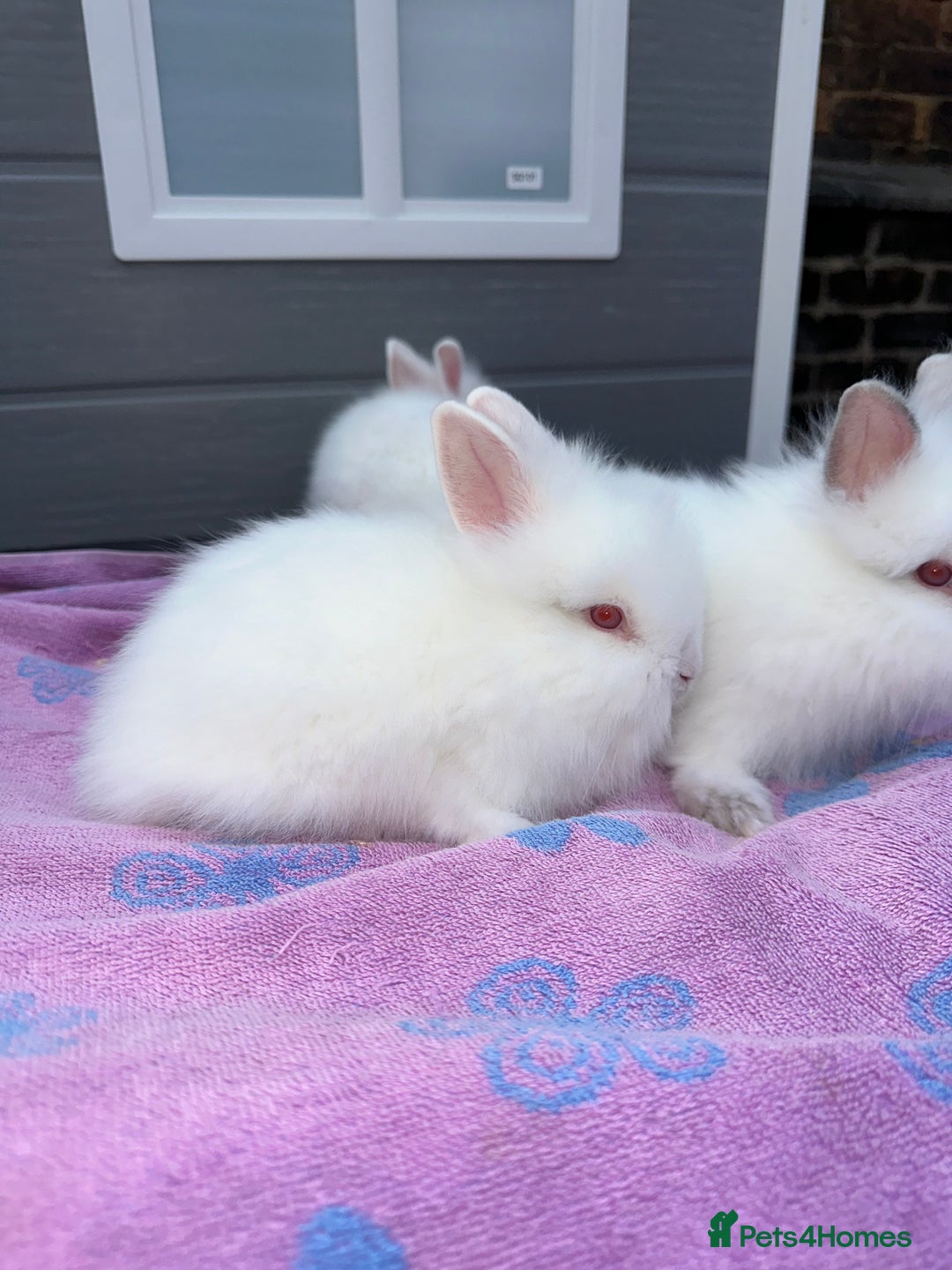 Lionhead rabbits for sale: Lionheads Baby Bunnies  - Image 3
