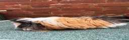 Guinea Pig rodents for sale: 2 single boars - Advert 5