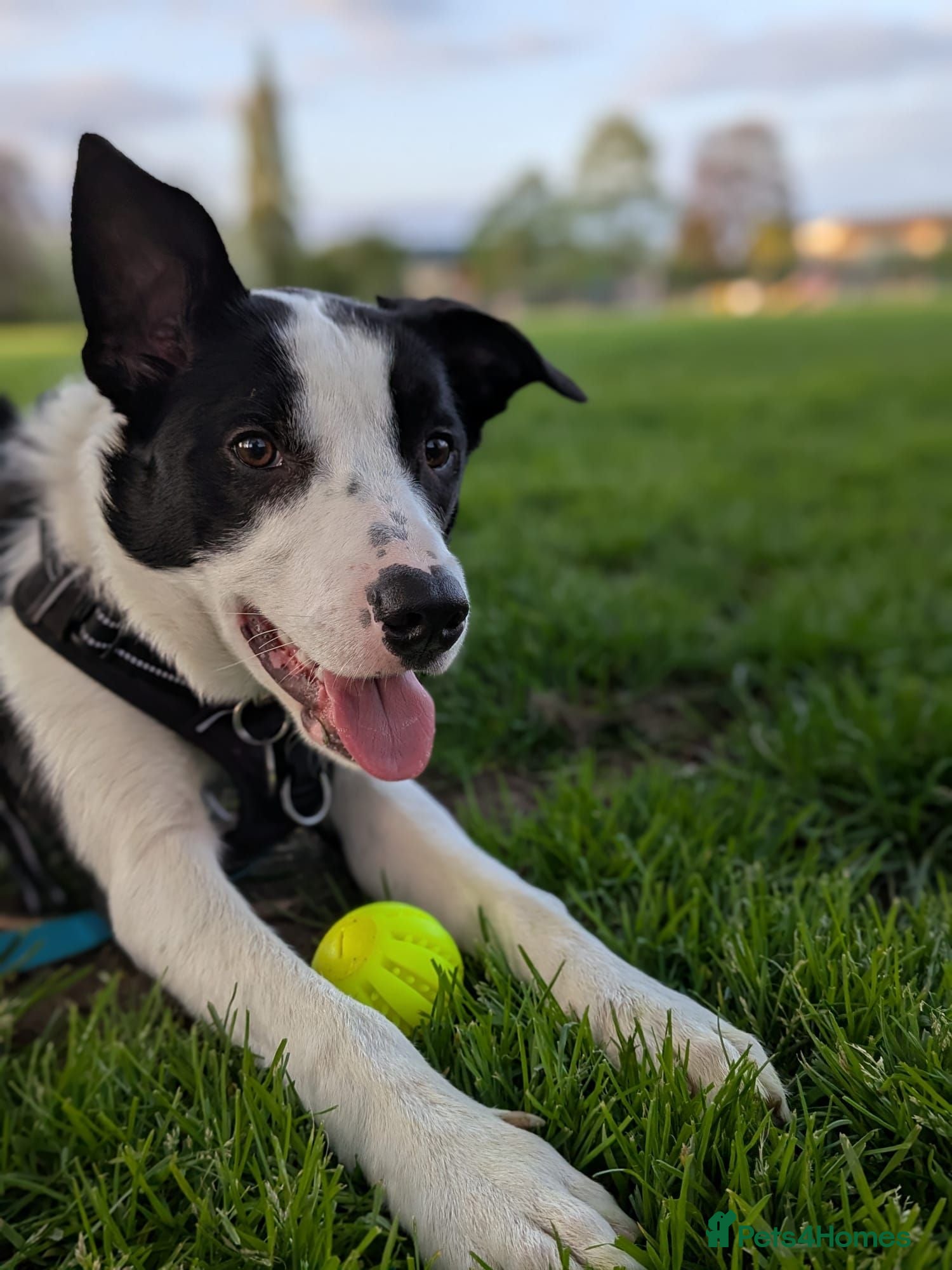 Border Collie dogs 12 month Border Collie Male - Advert 1