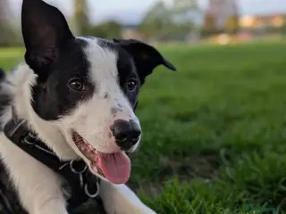 Border Collie dogs 12 month Border Collie Male - Advert 1