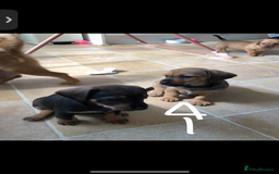 Mixed Breed dogs for sale: DACHSHUND PUPS READY TO GO  - Image 3