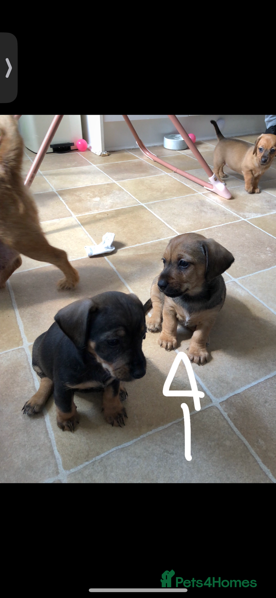Mixed Breed dogs for sale: DACHSHUND PUPS READY TO GO  - Image 3