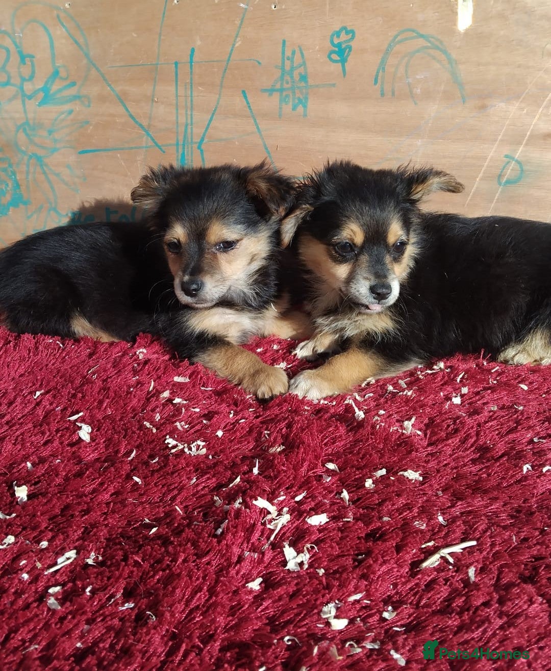 Pomchi dogs 4 beautiful black and tan pomchi puppies  - Advert 2