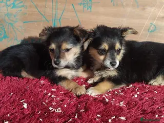 Pomchi dogs 4 beautiful black and tan pomchi puppies - Advert 2