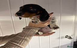 Miniature Dachshund dogs for sale: 2 miniature dachshund puppies  - Advert 5