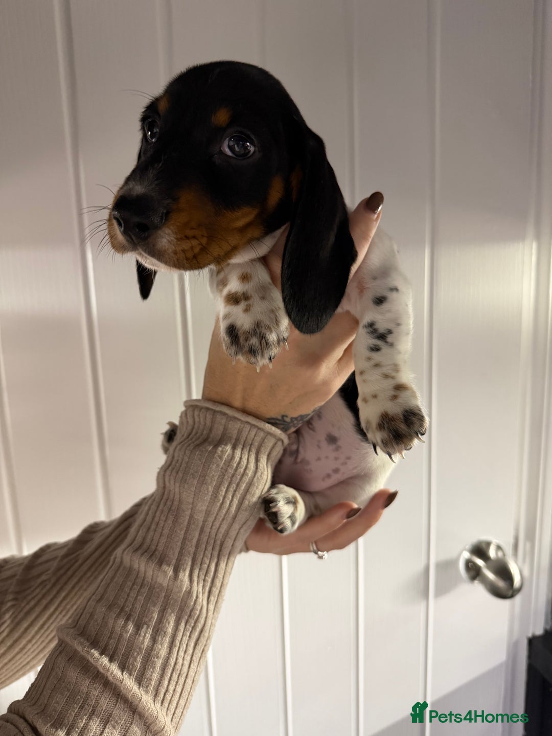 Miniature Dachshund dogs for sale: 2 miniature dachshund puppies  - Advert 5