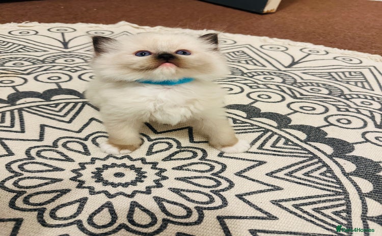 Ragdoll cats - Advert 11