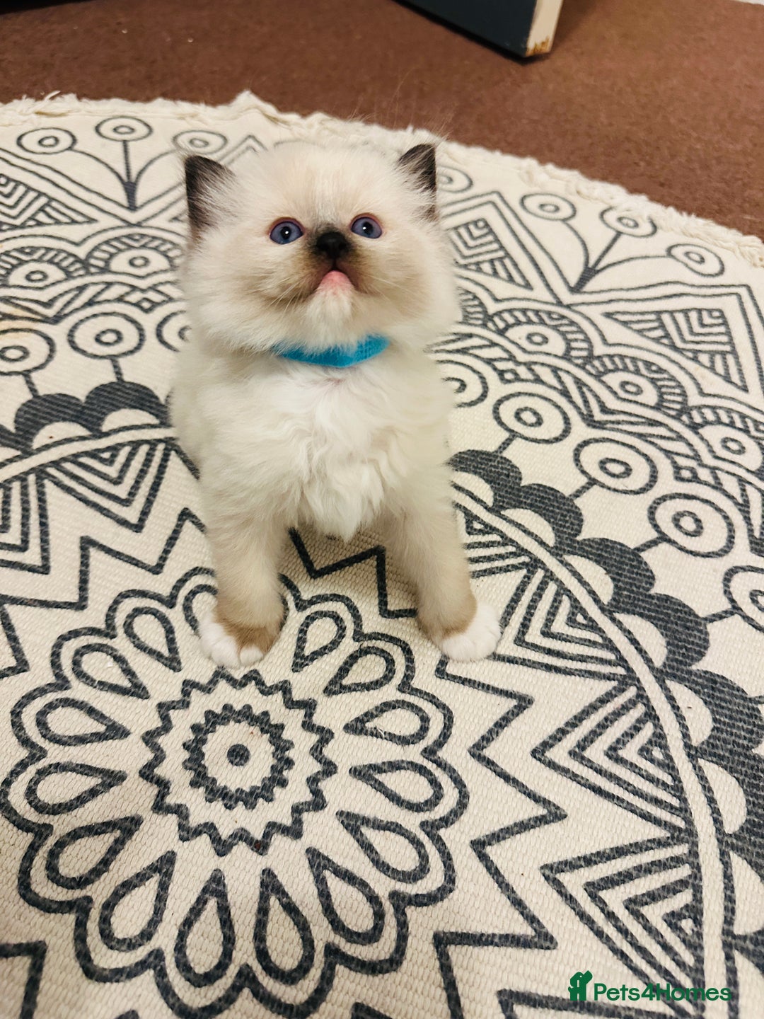 Ragdoll cats for sale: 🥰🥰🥰ONLY 2 left stunning beautiful babies 🥰🥰🥰 - Advert 3