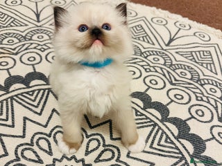 Ragdoll cats - Advert 25