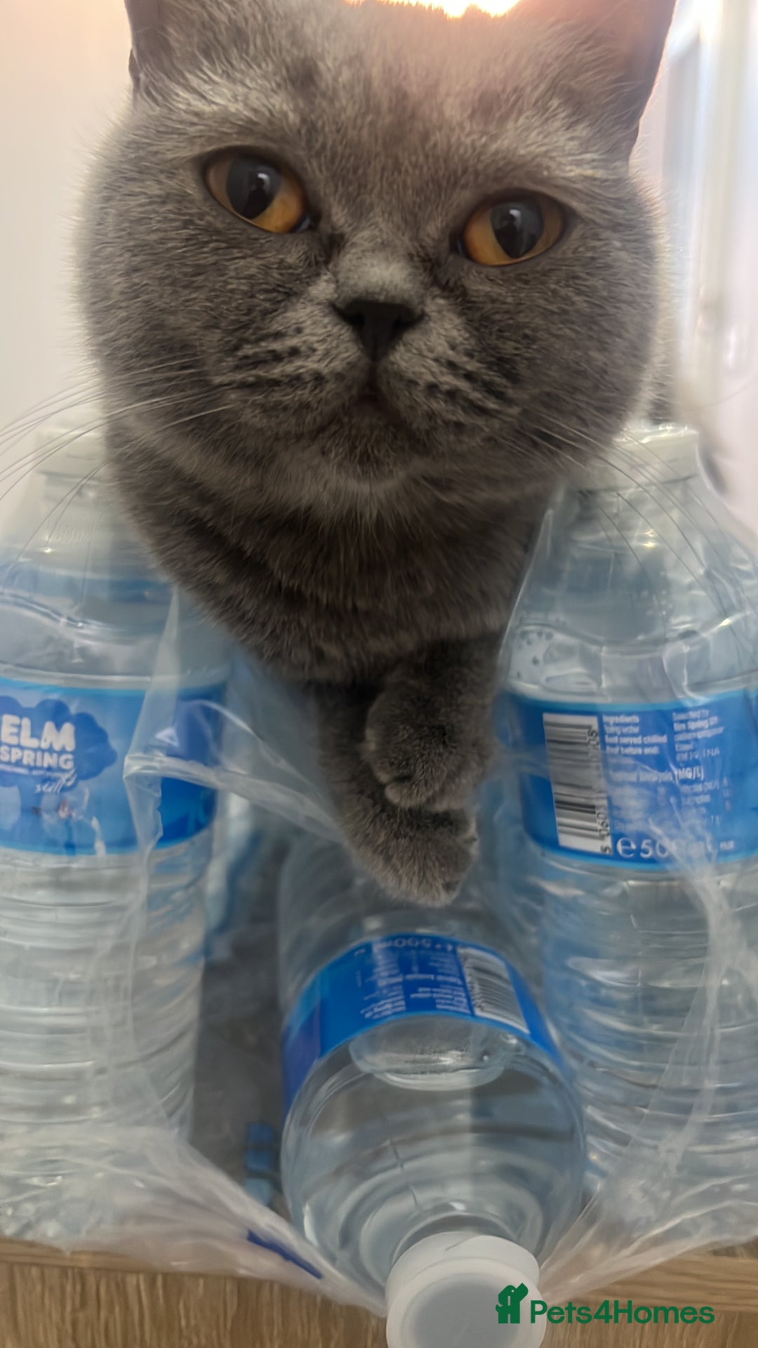 British Shorthair cats for sale: 3 British short hair kittens - Advert 2