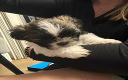 Shih Tzu dogs for sale: Shihtzu - Image 2