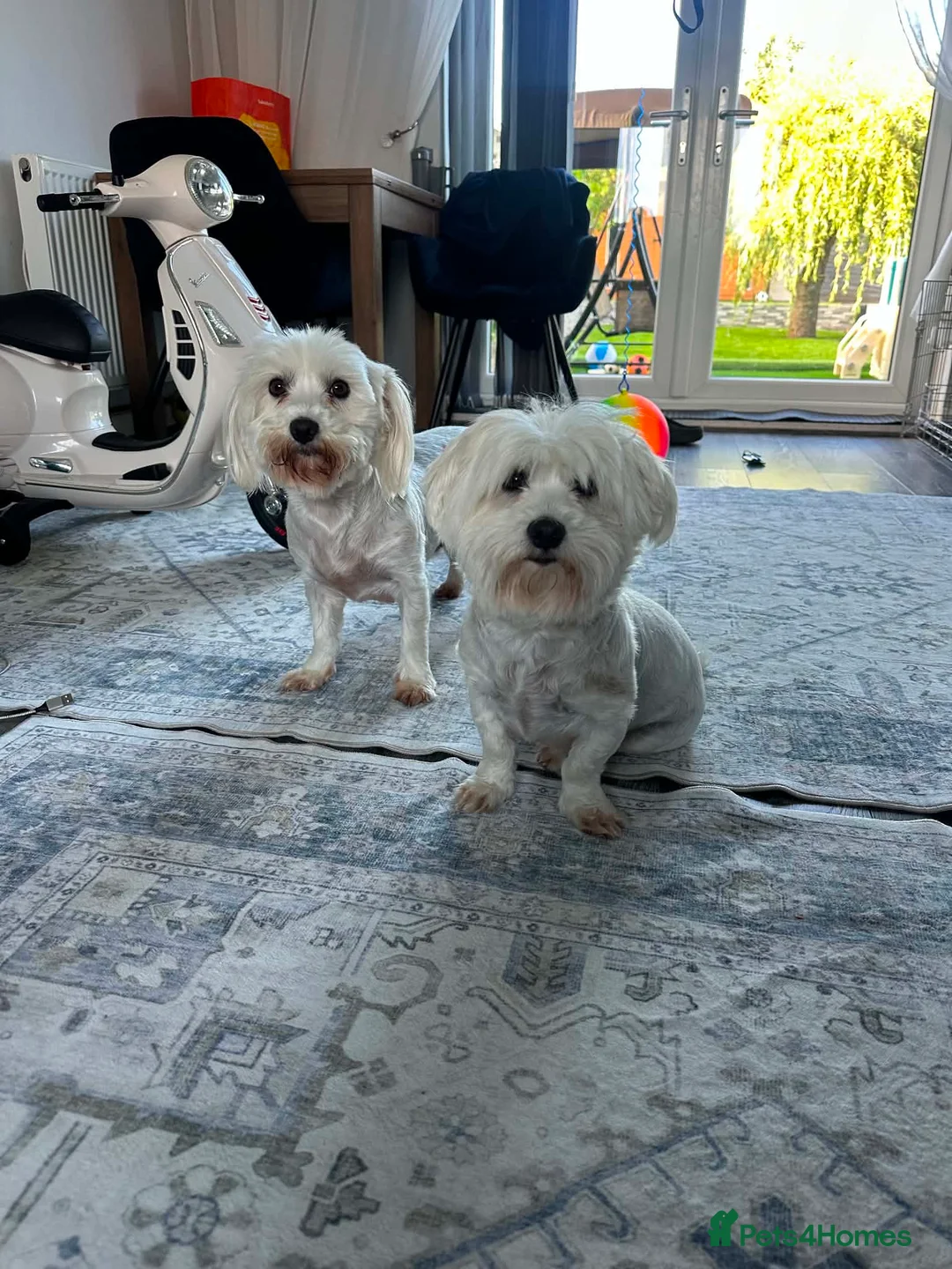 Maltese dogs for sale: Two Female Maltese  in Burton-on-Trent - Advert 2