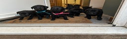 Labrador Retriever dogs for sale: Black Labrador pups  - Advert 2