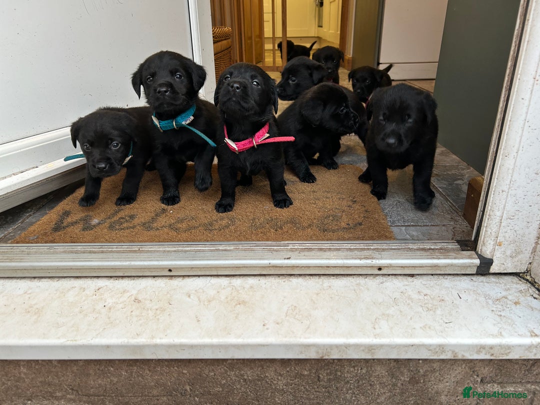 Labrador Retriever dogs for sale: Black Labrador pups  - Advert 2