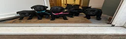 Labrador Retriever dogs for sale: Black Labrador pups  - Advert 2
