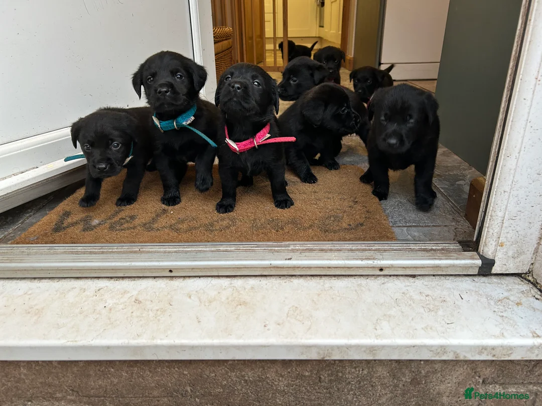 Labrador Retriever dogs for sale: Black Labrador pups  - Advert 2