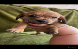 Mixed Breed dogs for sale: Schweenies - Advert 13