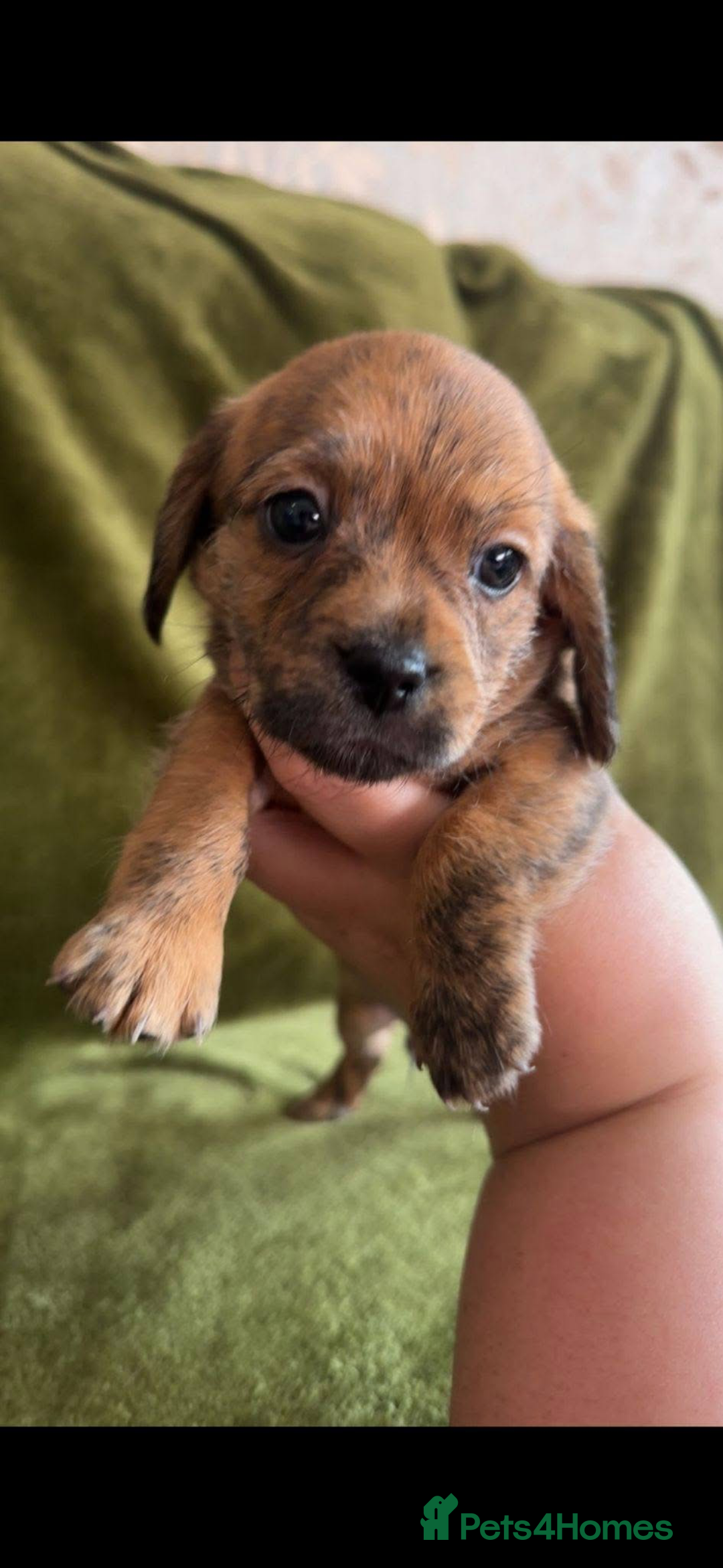 Mixed Breed dogs for sale: Schweenies - Advert 13